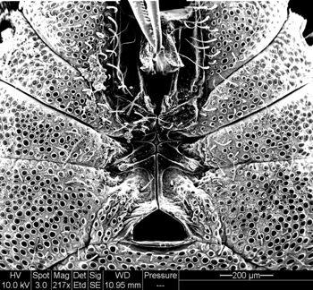 Media type: image;   Invertebrate Zoology 134641